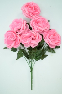 Pink Economy Cabbage Rose Bush x 6  (Lot of 1) SALE ITEM